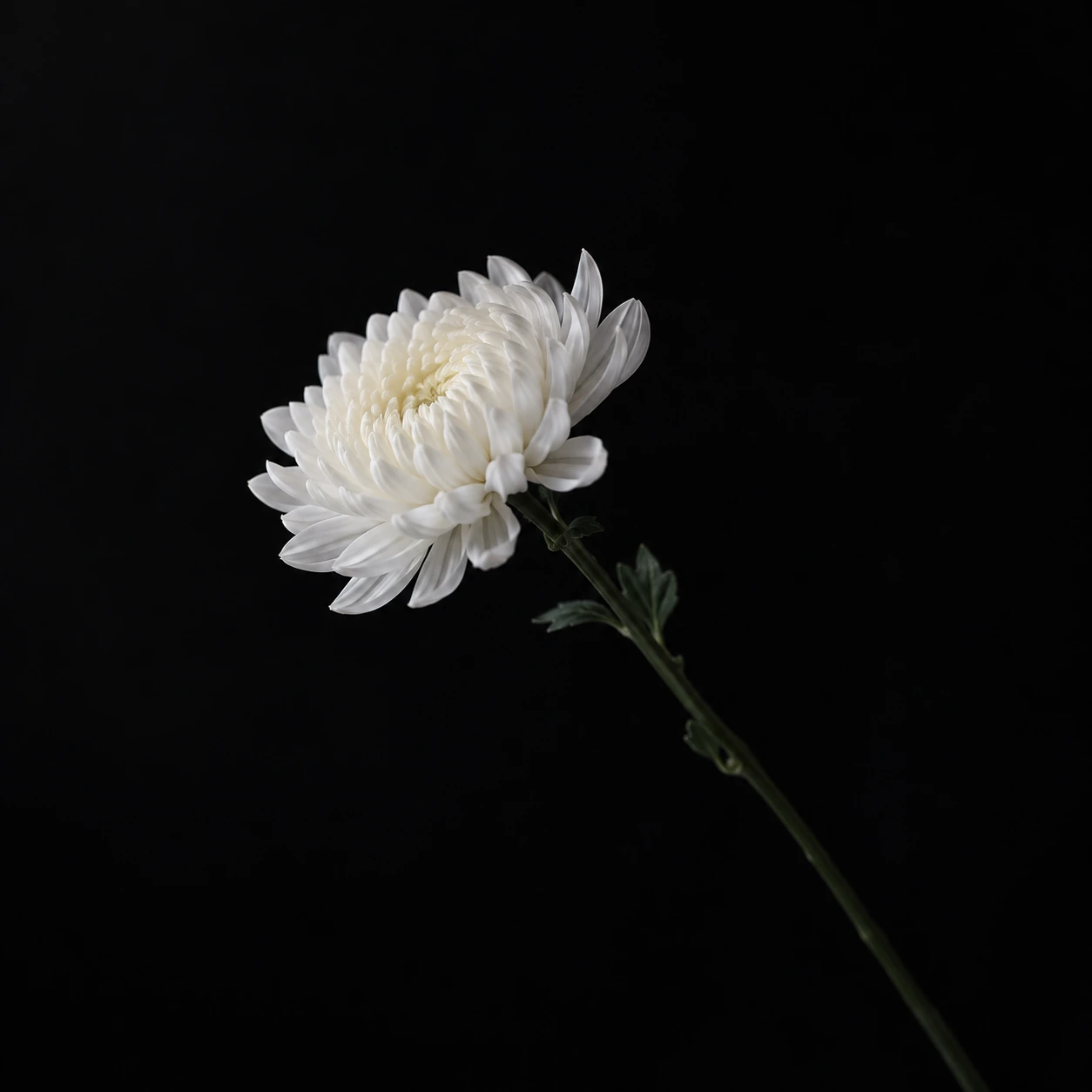 검은 바탕의 흰 국화 한 송이. AI로 제작한 추모용 상징 이미지.