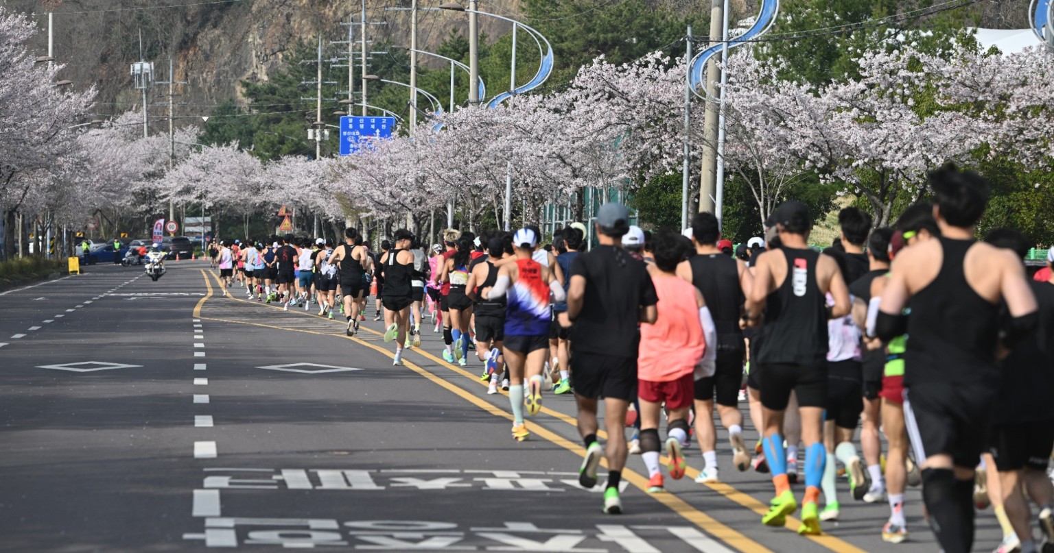 벚꽃길을 따라 달리는 나주영산강마라톤 참가자들의 뒷모습. 설명용 지연 시간과 무관한 자료사진.